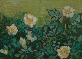 Wilde Rosen